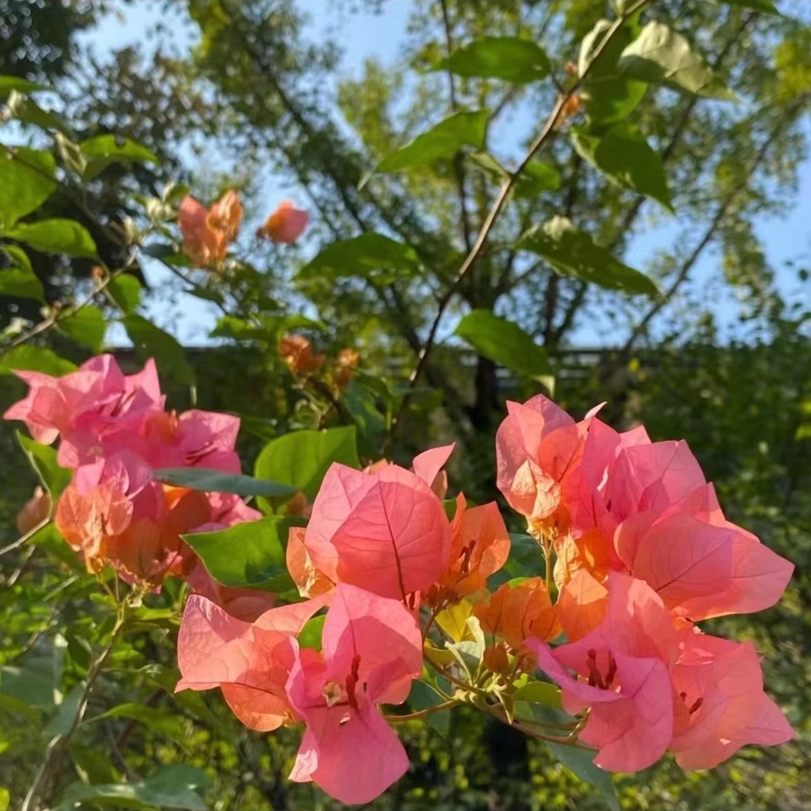 波妹四季开花三角梅重瓣勤花小苗盆栽爬藤绿植庭院阳台