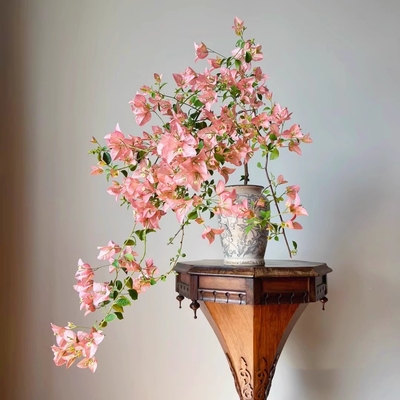 卡亚塔四季开花三角梅重瓣勤花小苗盆栽爬藤绿植庭院阳台