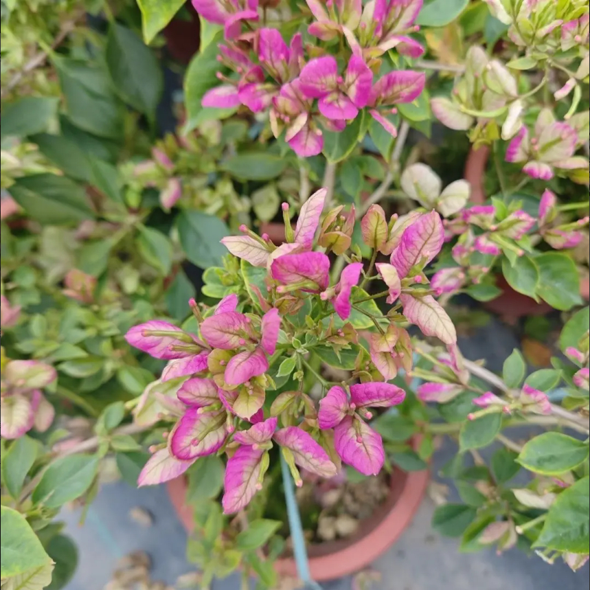 抹茶四季开花三角梅重瓣勤花小苗盆栽爬藤绿植庭院阳台