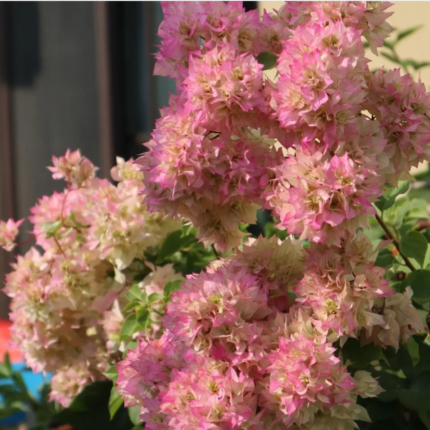 西施怡景四季开花三角梅重瓣勤花小苗盆栽爬藤绿植庭院阳台