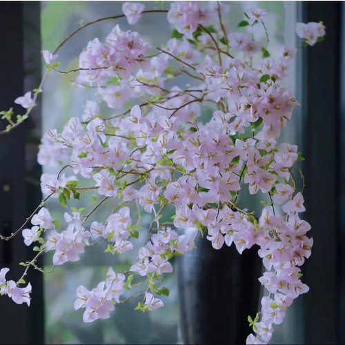 苹果花四季开花三角梅重瓣勤花小苗盆栽爬藤绿植庭院阳台