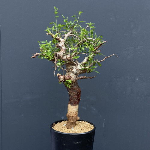 滔天橄榄 Commiphora monstruosa  羽毛一样的叶子带有香橙松香味