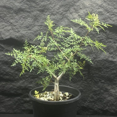 十字裂榄Bursera stenophylla  狭叶裂榄 凤凰尾翼 清新淡雅 实生