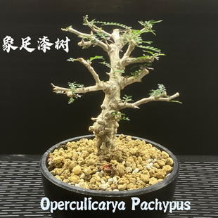 象足漆树 Operculicarya pachypus 实生 块根植物 一物一拍择优发
