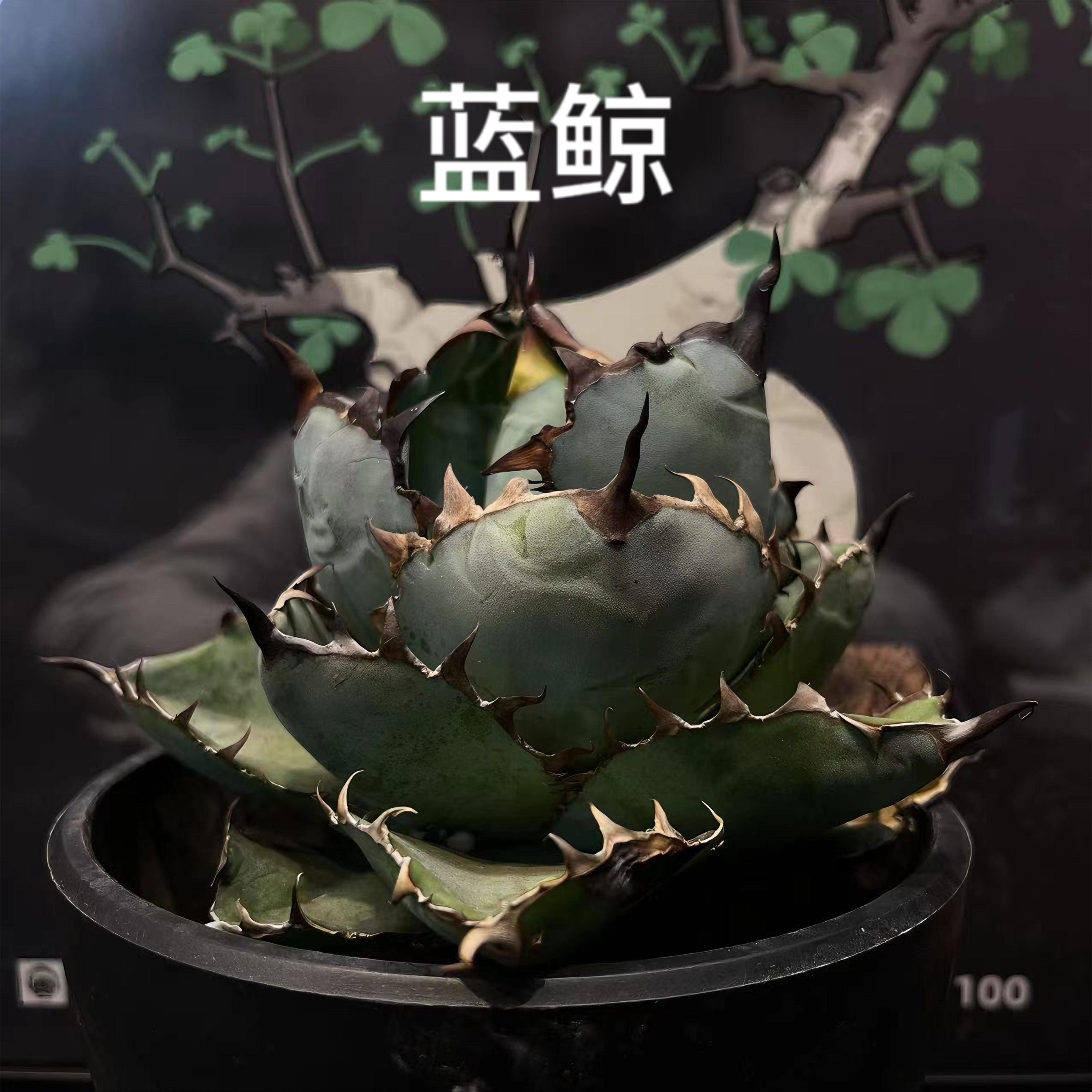 龙舌兰仁王冠Agave Titanota白鲸蕾丝姬仁凯撒立可白海王魔王白火-封面