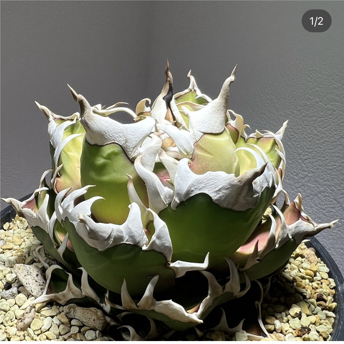 龙舌兰立可白仁王冠agave titanota sad  一物一拍  硬叶多肉植物