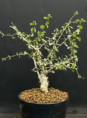 桃林橄榄 Commiphora simplicifolia 实生苗 造型独特 马岛刺没药