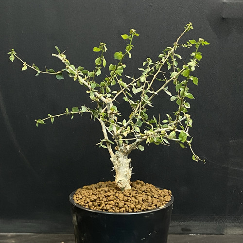 桃林橄榄 Commiphora simplicifolia 实生苗 造型独特 马岛刺没药