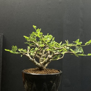 沙漠苏木  Senna meridionalis 一物一拍 多肉块根植物 绿植盆栽
