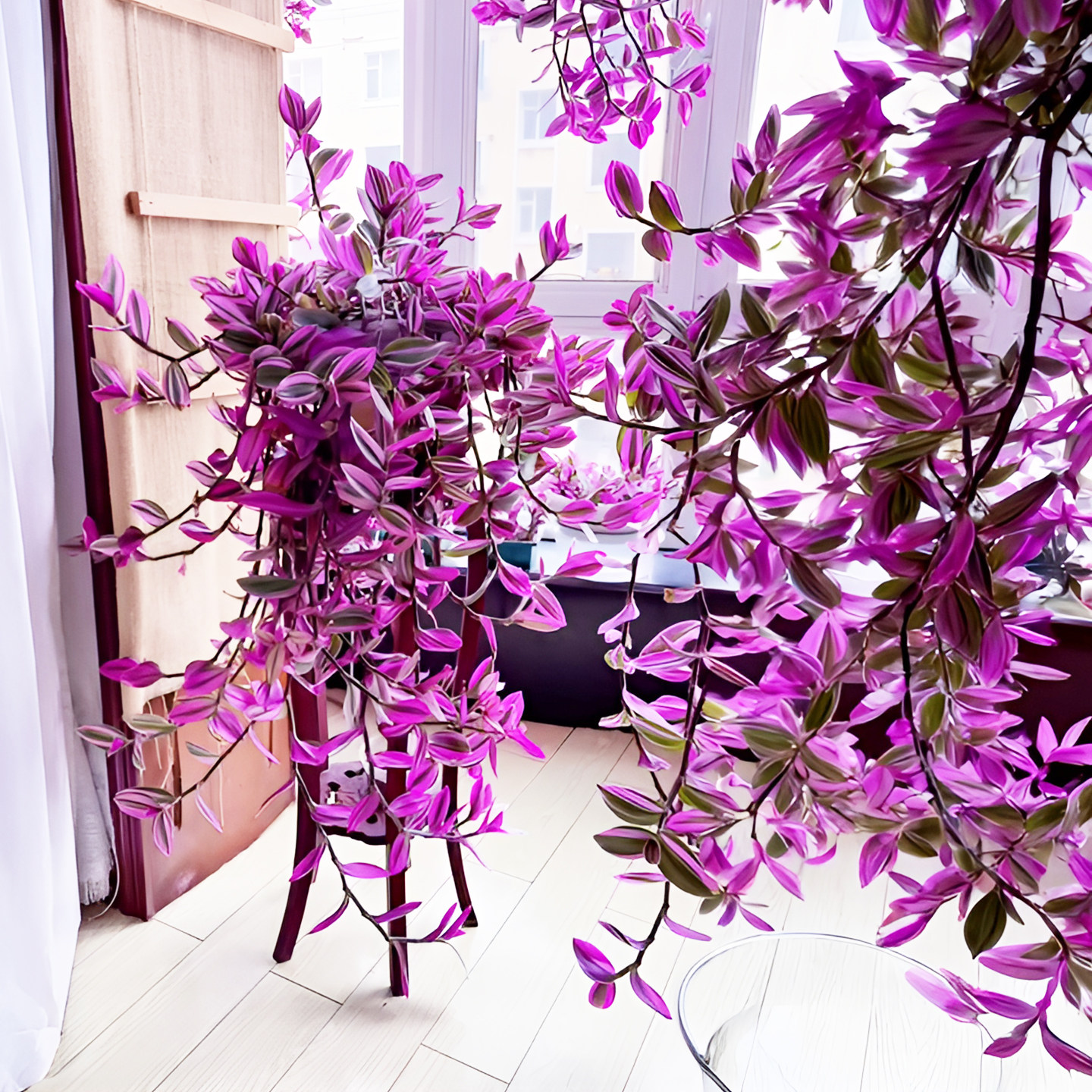 紫色室内水培好养婚礼油画垂吊多肉植物室内观赏绿植带盆装饰花卉