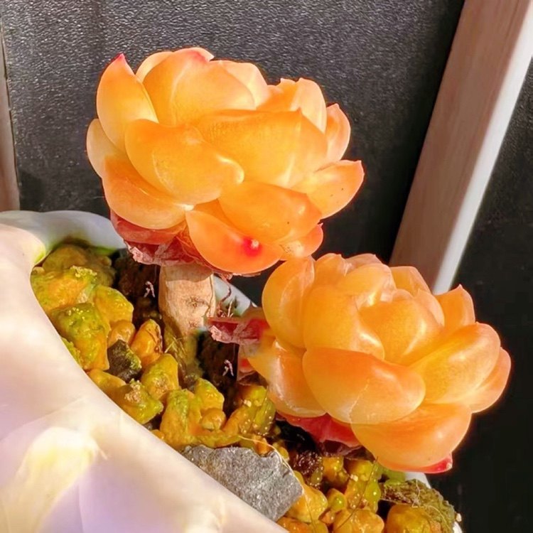 进口果冻黄冰魄超萌小单桩办公桌多肉植物室内花卉盆栽阳台防辐射