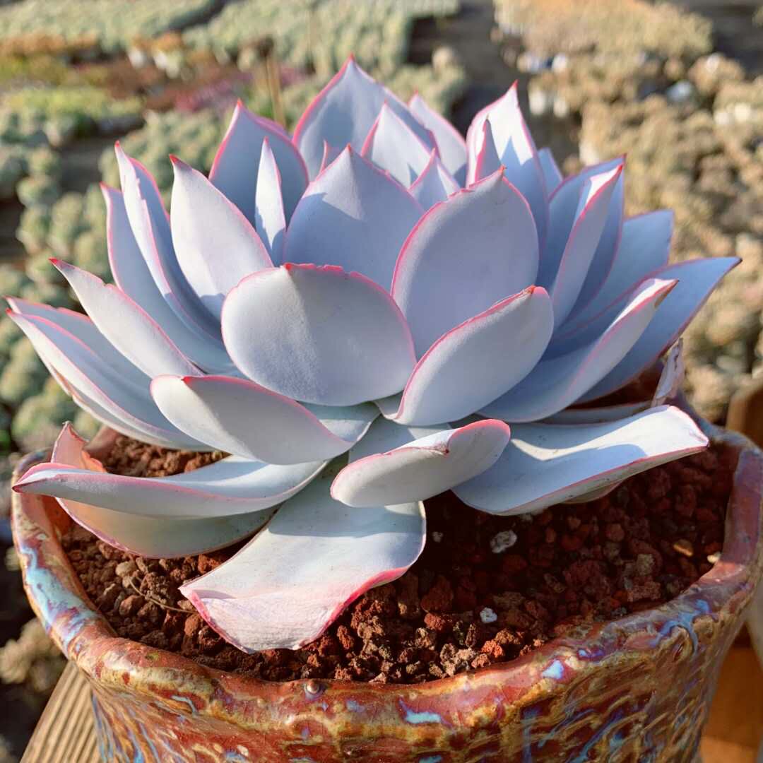 多肉植物三仙【广寒宫】超仙大老桩状态色/稀有奇趣肉肉桌面盆栽