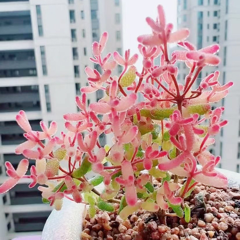 罕见进口肉肉米粒糖球锦趣味室内多肉植物办公花卉盆栽阳台防辐射