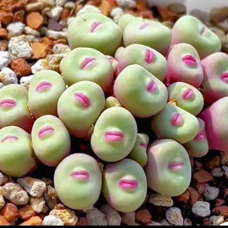 大红嘴番杏多肉植物盆栽室内阳台花卉绿植好养活四季开花防辐射