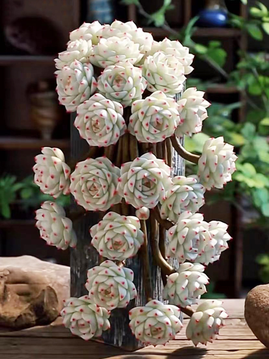 超大颗静夜多头老桩新手趣味多肉植物办公室内花卉盆栽阳台防辐射