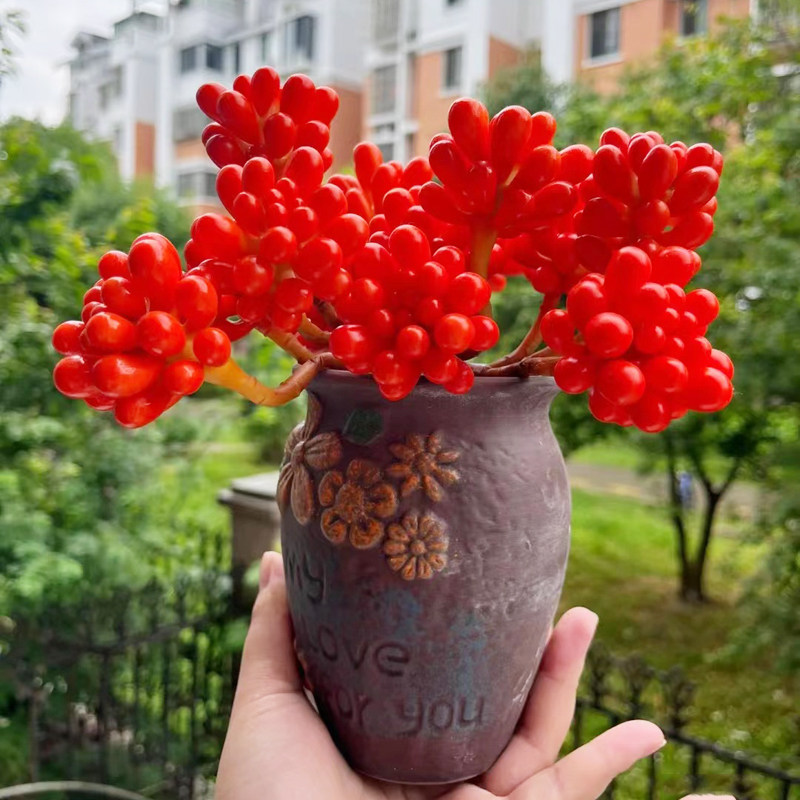 云南精品红色浆果老桩趣味多肉植物办公桌花卉室内盆栽阳台防辐射