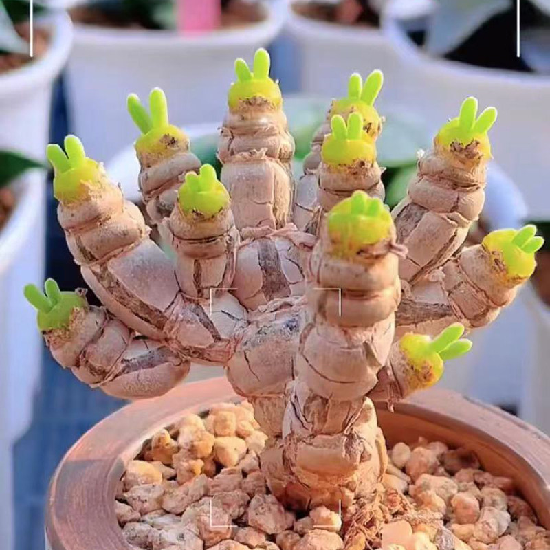 稀有小贵货碧光环多肉好养热卖品种绿植花卉防辐射盆栽室内防辐射