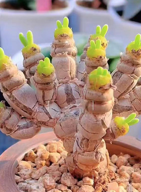 绿植花卉防辐射盆栽多肉已苏醒
