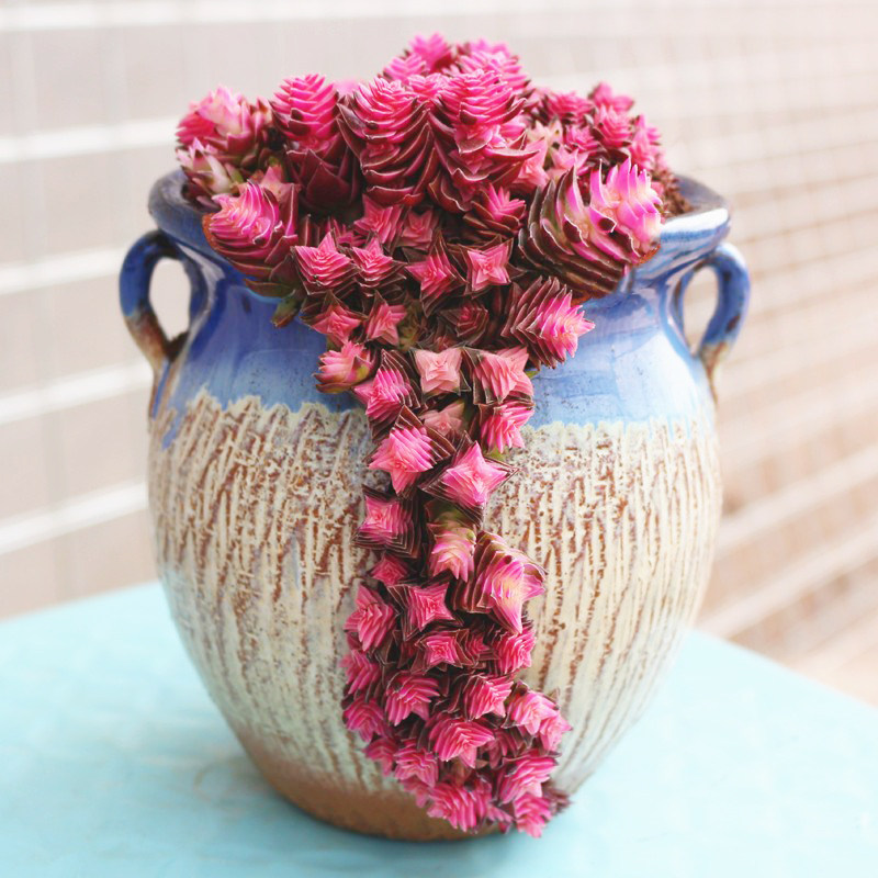 彩色大爆盆群生茜之塔锦多肉植物超美室内盆栽桌面阳台花卉吸甲醛