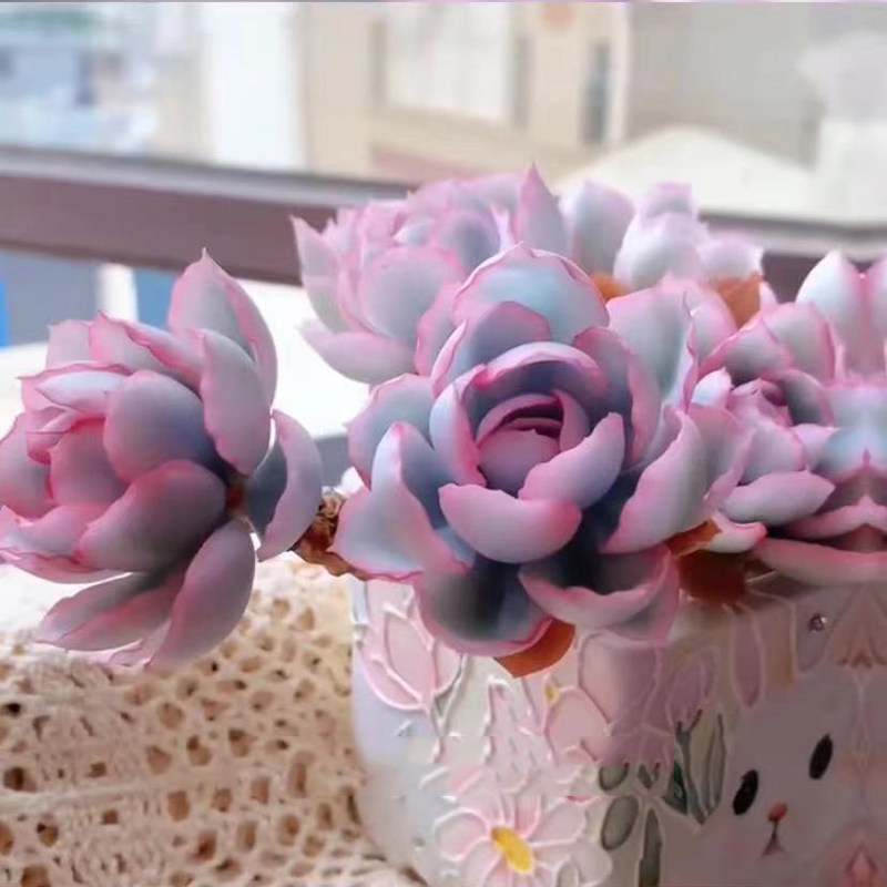 进口伯克利锦老桩稀有高级多肉植物办公室内花卉盆栽阳台防辐射