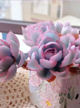 进口伯克利锦老桩稀有高级多肉植物办公室内花卉盆栽阳台防辐射