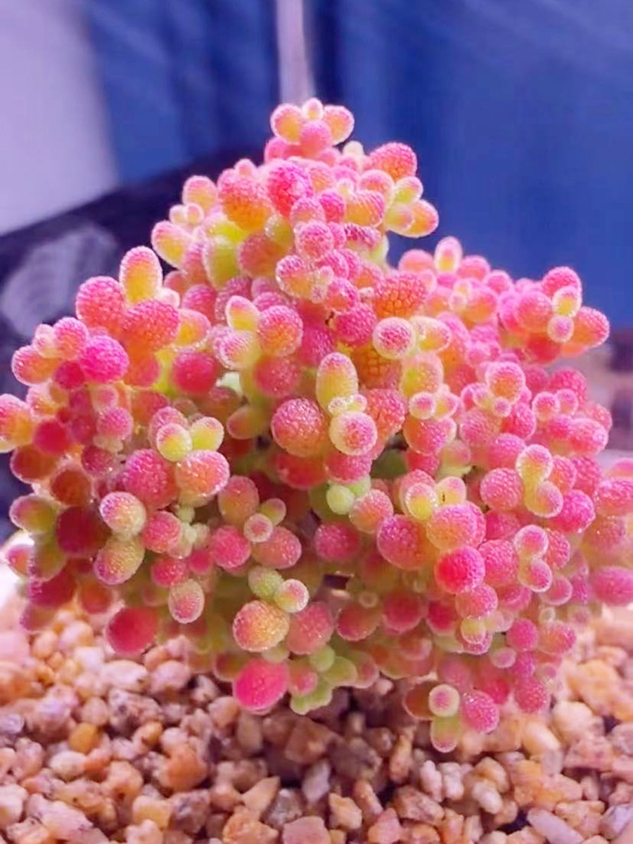 稀有进口室内肉肉蜜桔糖球趣味多肉植物办公花卉盆栽阳台防辐射
