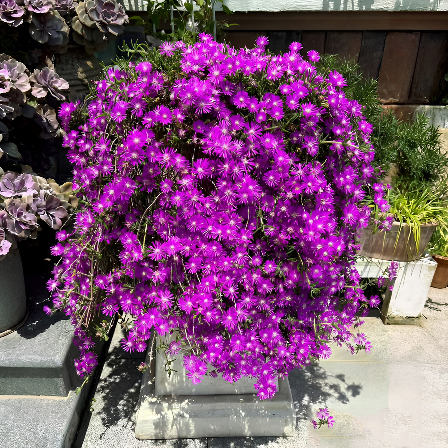 大型开花紫色枝干番杏垂吊兰多肉植物花卉盆栽带盆室内外装饰绿植