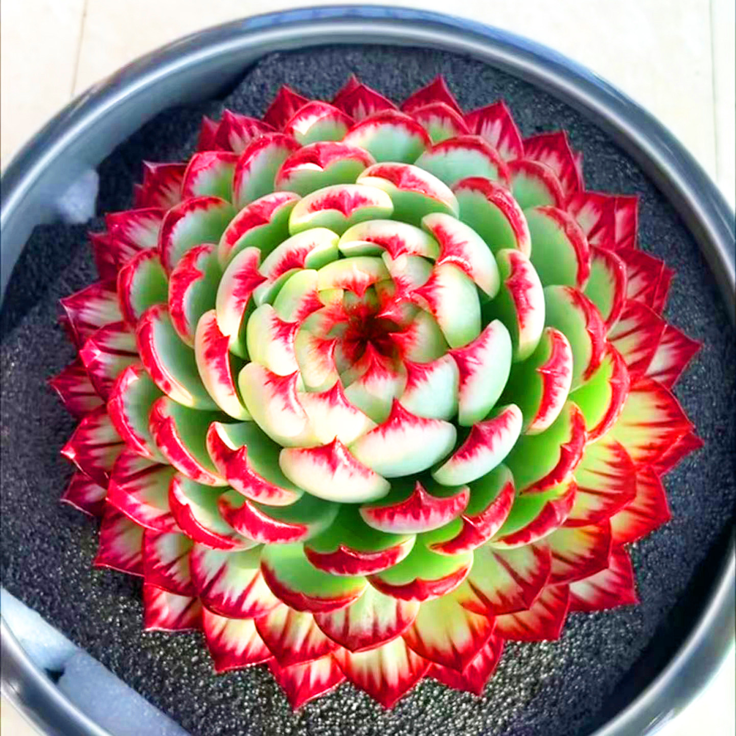 精美大盆惊鸿仙子多肉植物莲花状红绿渐变带盆室内观赏植物桌面