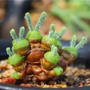 可爱室内多肉植物碧光环多头老桩趣味好养办公桌花卉阳台防辐射