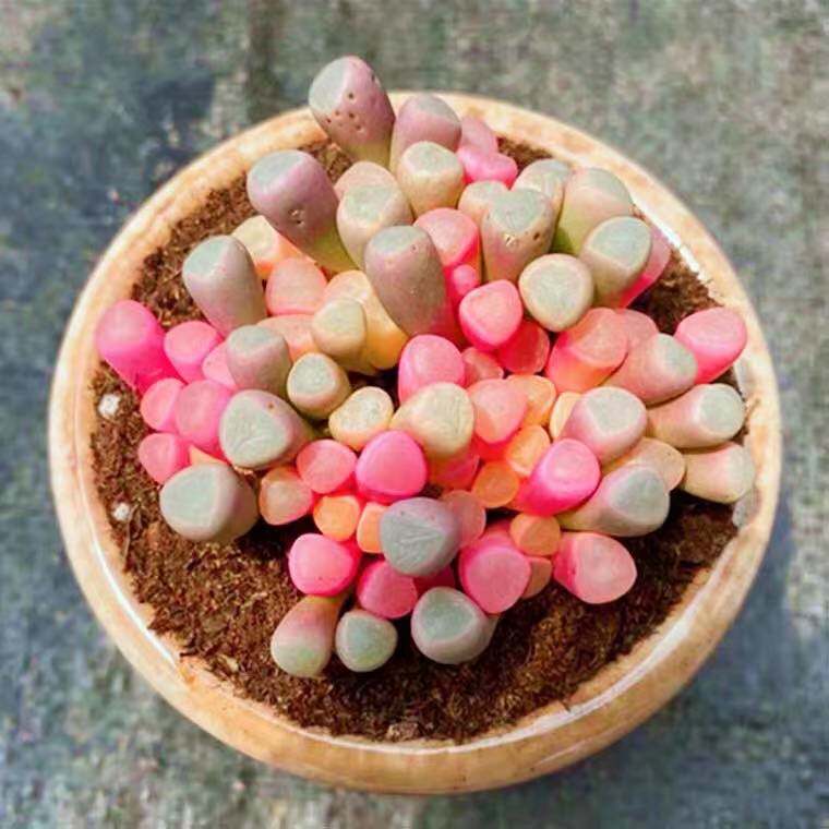 彩色多肉植物【粉色】稀有品种图片