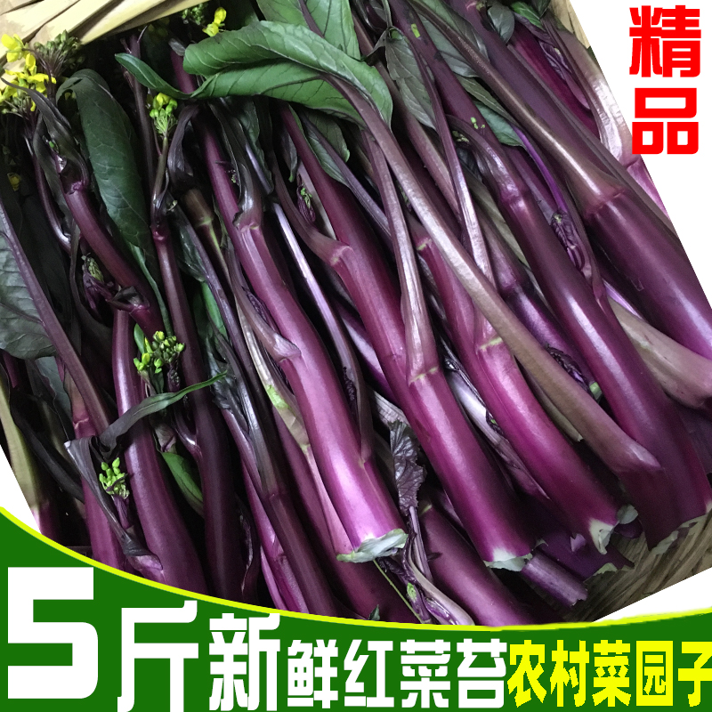 湖北红菜苔新鲜紫菜苔现摘洪山菜苔特产白菜苔绿色蔬菜露天打霜鲜
