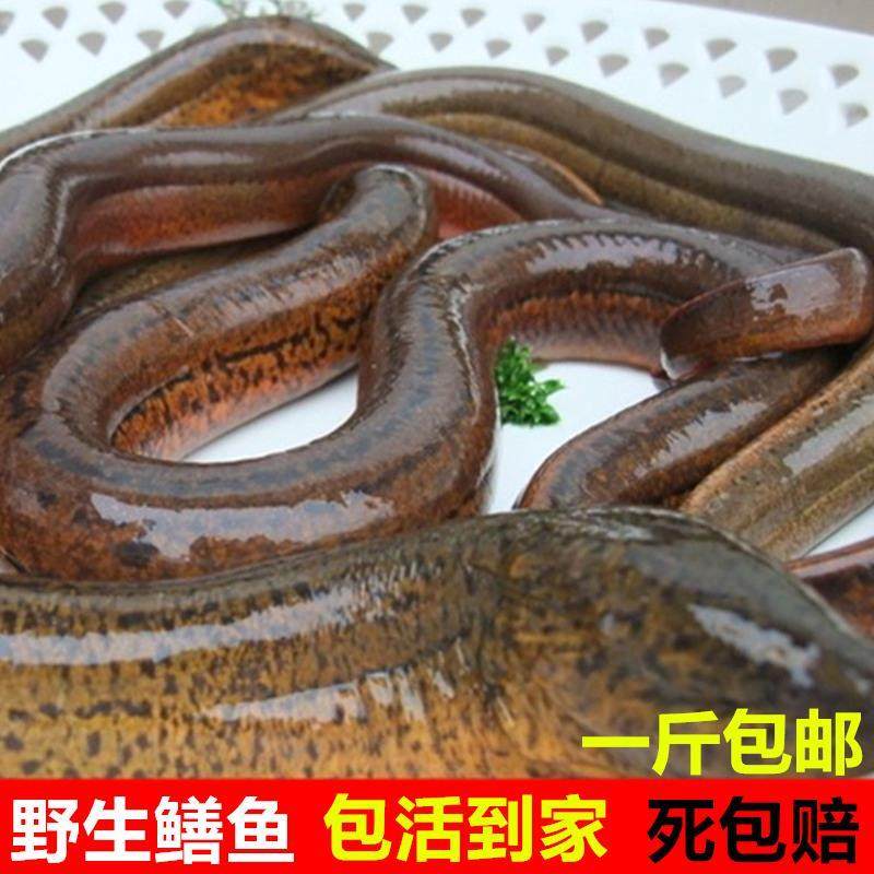 【顺丰快递】正宗湖北黄鳝长鱼鳝鱼黄鳝丝鲜活新鲜盘鳝活体大鳝鱼