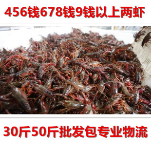 湖北潜江小龙虾鲜活50斤中青中红青虾红虾456钱789钱炮头两虾