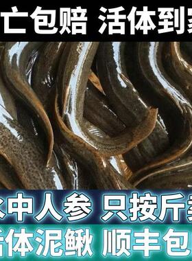 【顺丰快递】湖北土泥鳅现捕现发野外捕抓正宗新鲜活泥鳅包活到家