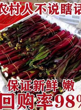 【顺丰快递】红菜苔新鲜现摘菜心农家自种红菜心露天种植鲜白菜苔