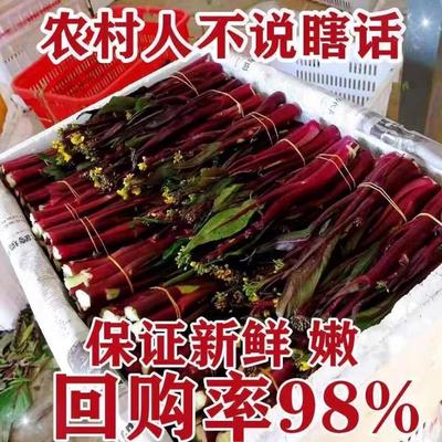 湖北红菜苔新鲜菜薹现摘菜心农家自种红菜心露天种植当季鲜白菜苔