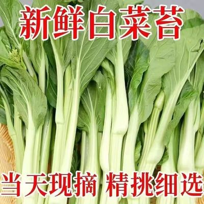 湖北红菜苔新鲜紫菜苔现摘洪山菜苔特产白菜苔绿色蔬菜露天打霜鲜