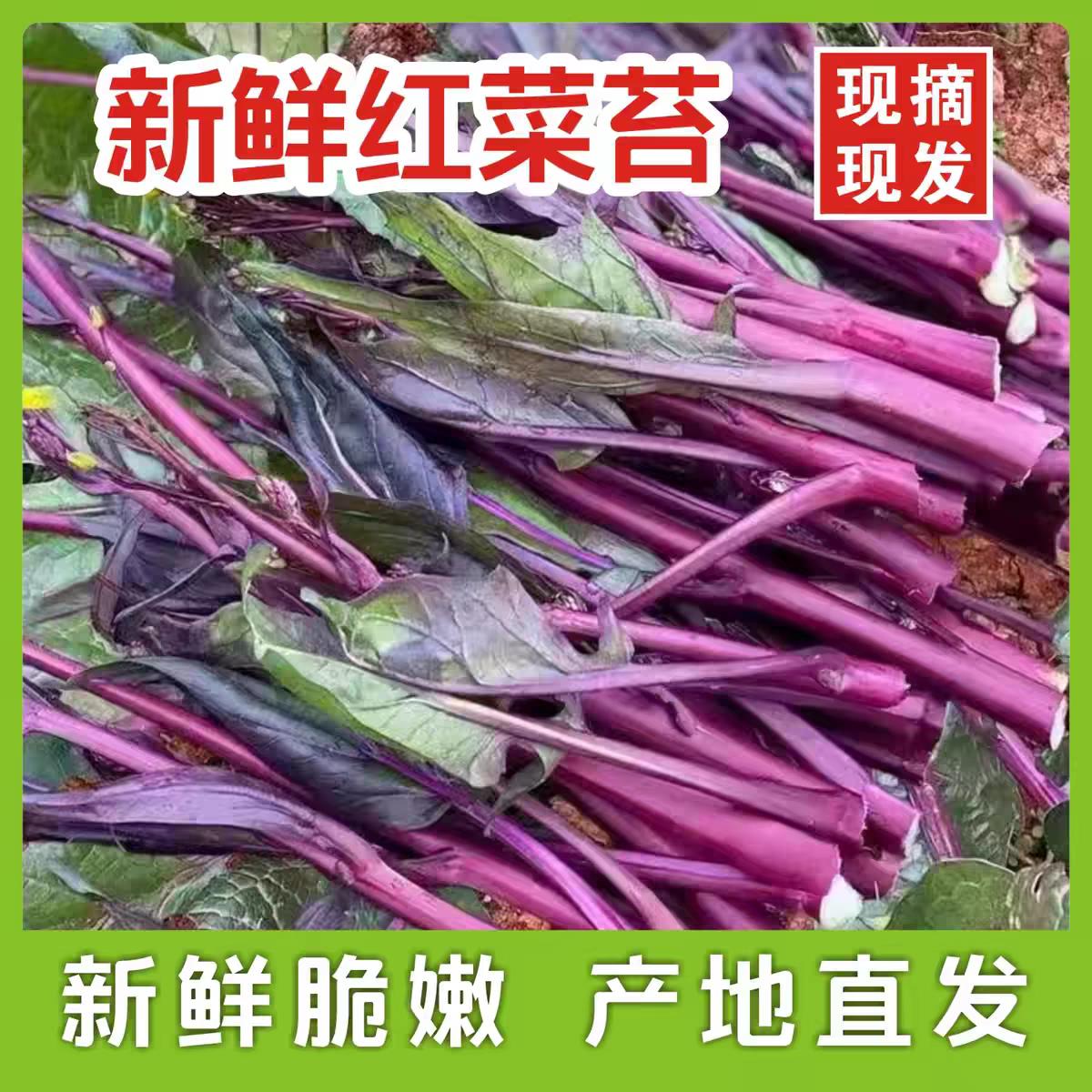 【顺丰快递】湖北红菜苔现摘新鲜洪山紫菜苔农家自种白菜苔芯当季
