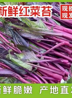 【顺丰快递】湖北红菜苔现摘新鲜洪山紫菜苔农家自种白菜苔芯当季