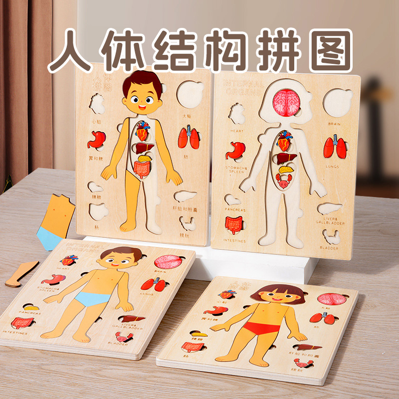 人体结构拼图器官模型