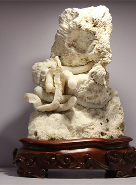 螺化玉 寒武纪古生代海洋珍珠螺化石天然玉化虫群招财螺化石