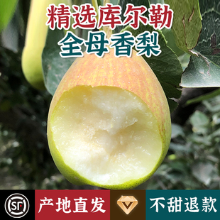 正宗新疆库尔勒香梨全母梨子新鲜水果现摘当季整箱时令应季特产