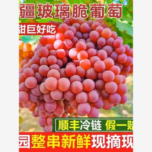 新疆吐鲁番玻璃脆火焰无核葡萄