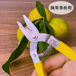 阳江不锈钢摘果剪柑橘剪果子剪柑桔剪平头直头水果采摘剪刀果剪用