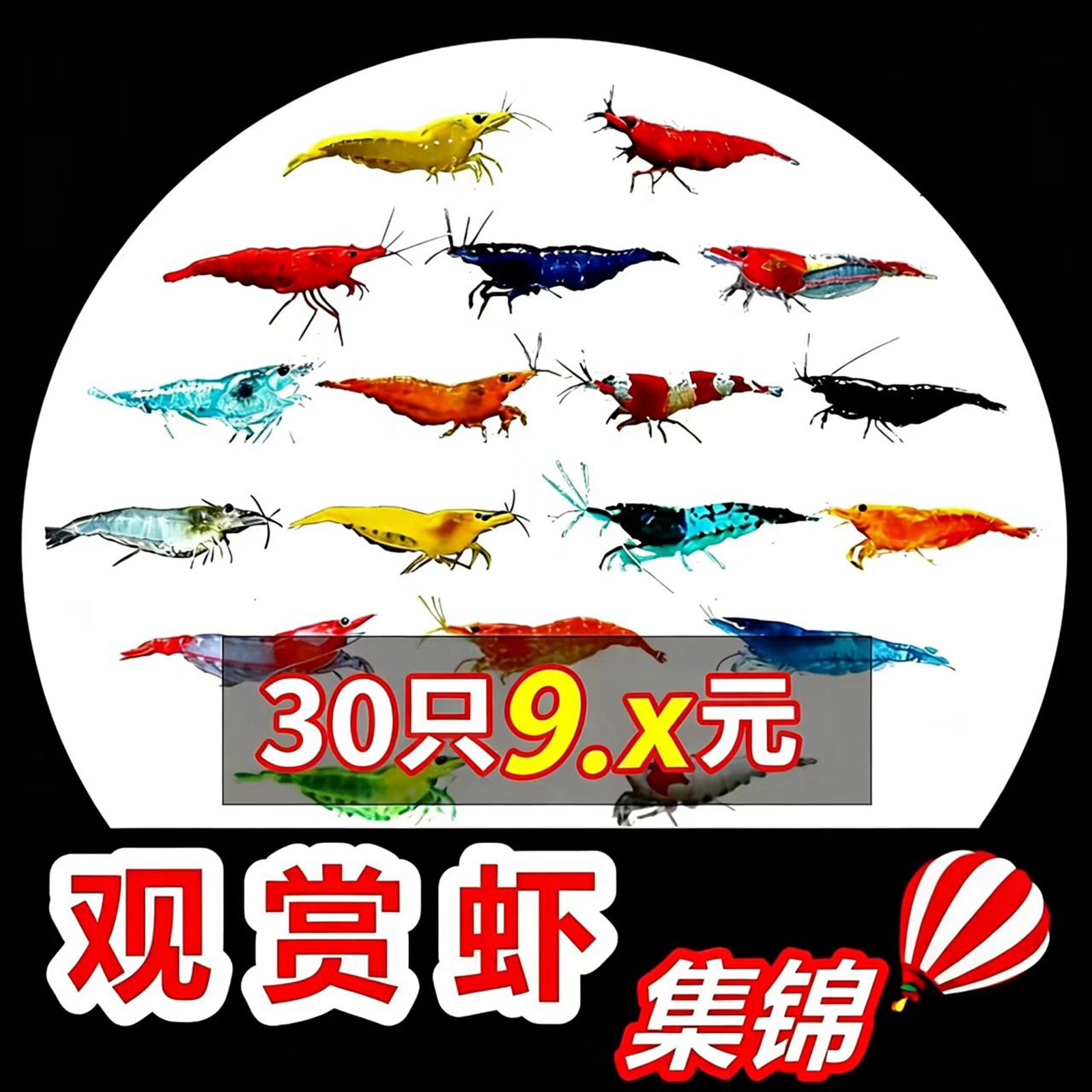 七彩观赏虾淡水除藻虾黑壳虾米虾图片