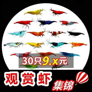 七彩观赏虾淡水晶虾樱花极火蓝宝石黑壳虾除藻工具黄金米虾宠物虾