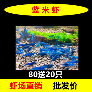蓝宝石观赏虾淡水晶虾除藻虾蓝丝绒米虾冷水族宠物虾清洁工具小虾