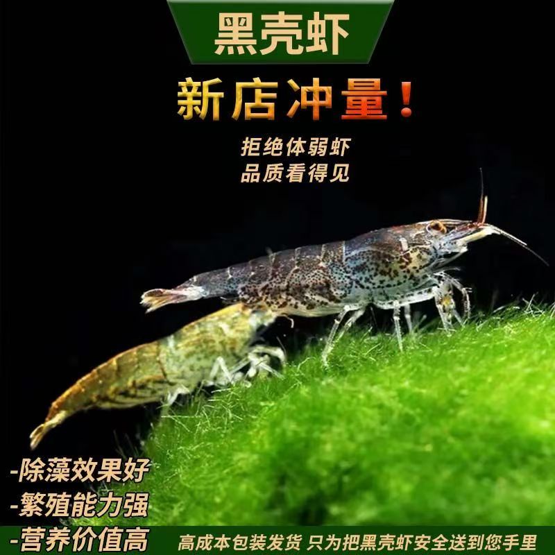 强效除藻黑壳虾清洁虾工具虾观赏