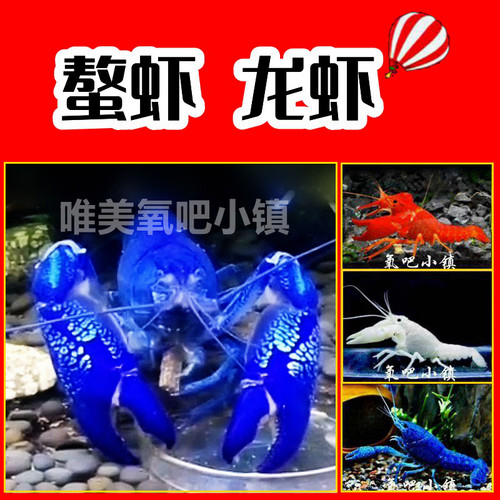 观赏龙虾淡水鳌虾天空火山青花瓷