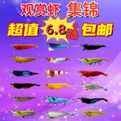 观赏虾淡水除藻虾极火虾黄金背蓝宝石虾黑壳虾七彩米虾草缸宠物虾